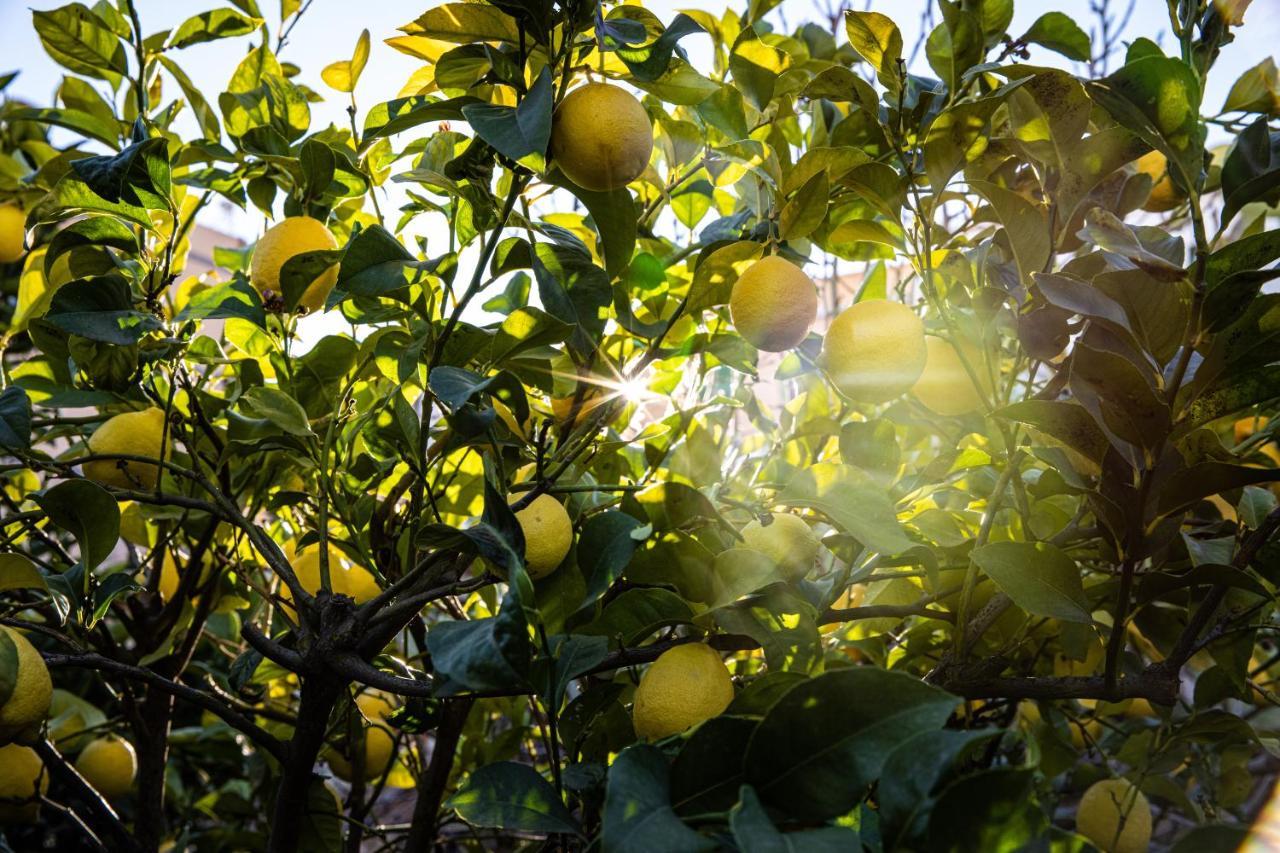 Apartmán The Lemon Tree Vilaflor Exteriér fotografie