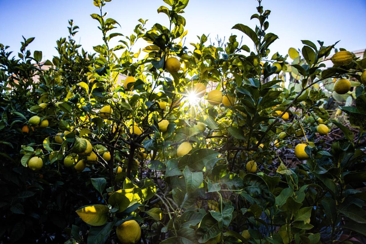 Apartmán The Lemon Tree Vilaflor Exteriér fotografie