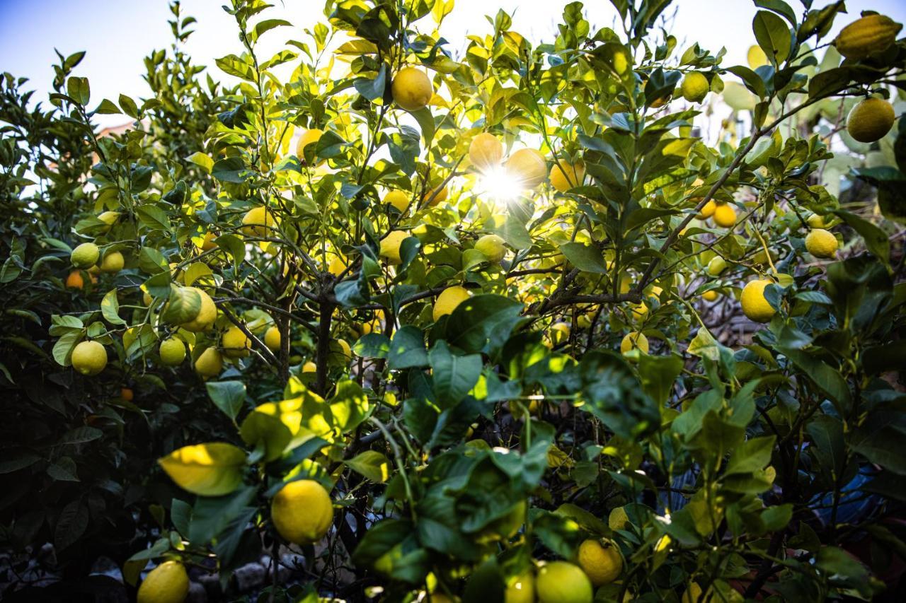 Apartmán The Lemon Tree Vilaflor Exteriér fotografie